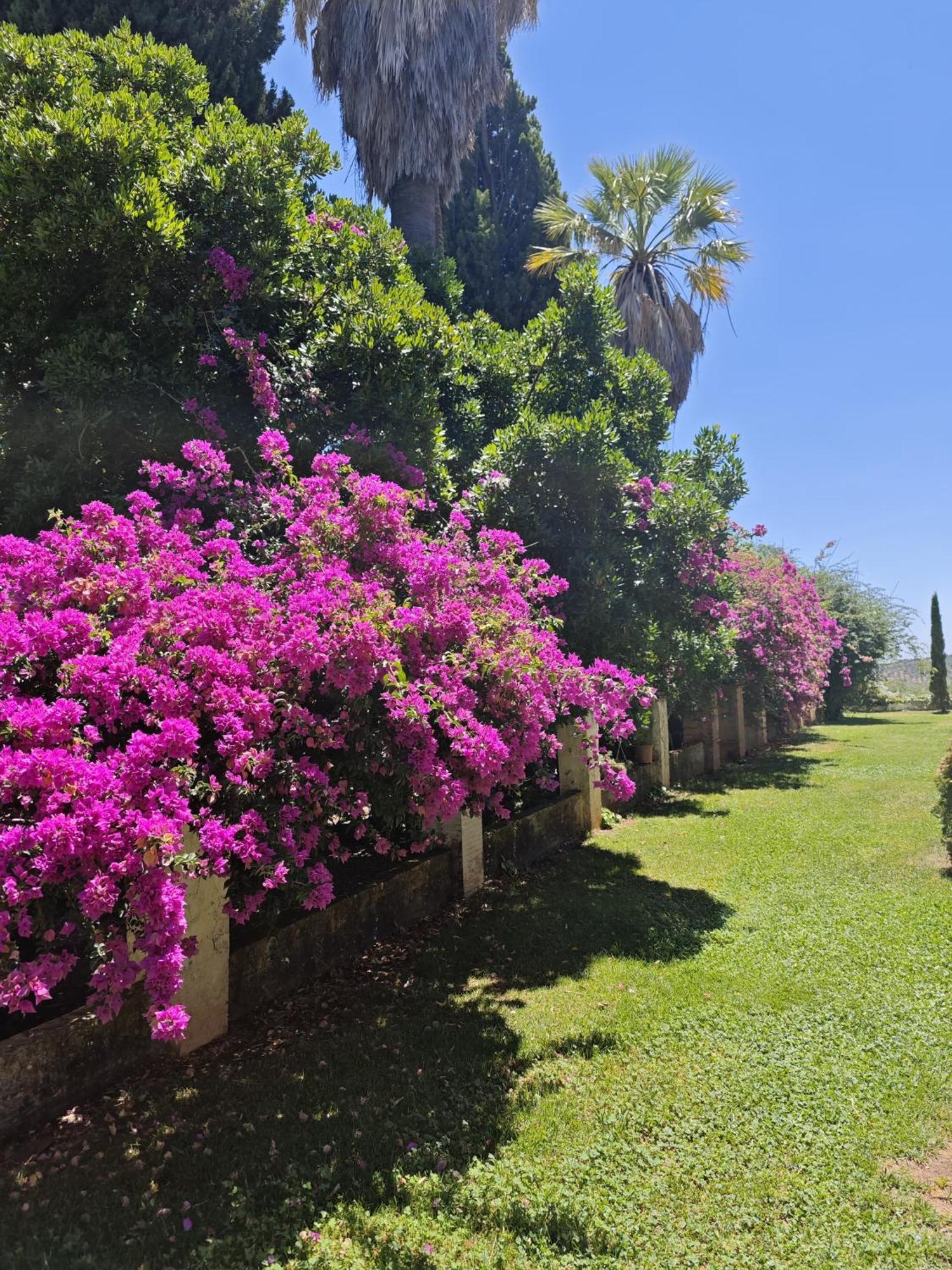 Finca La Favorita- Suites (Adults Only) Constantina Kültér fotó
